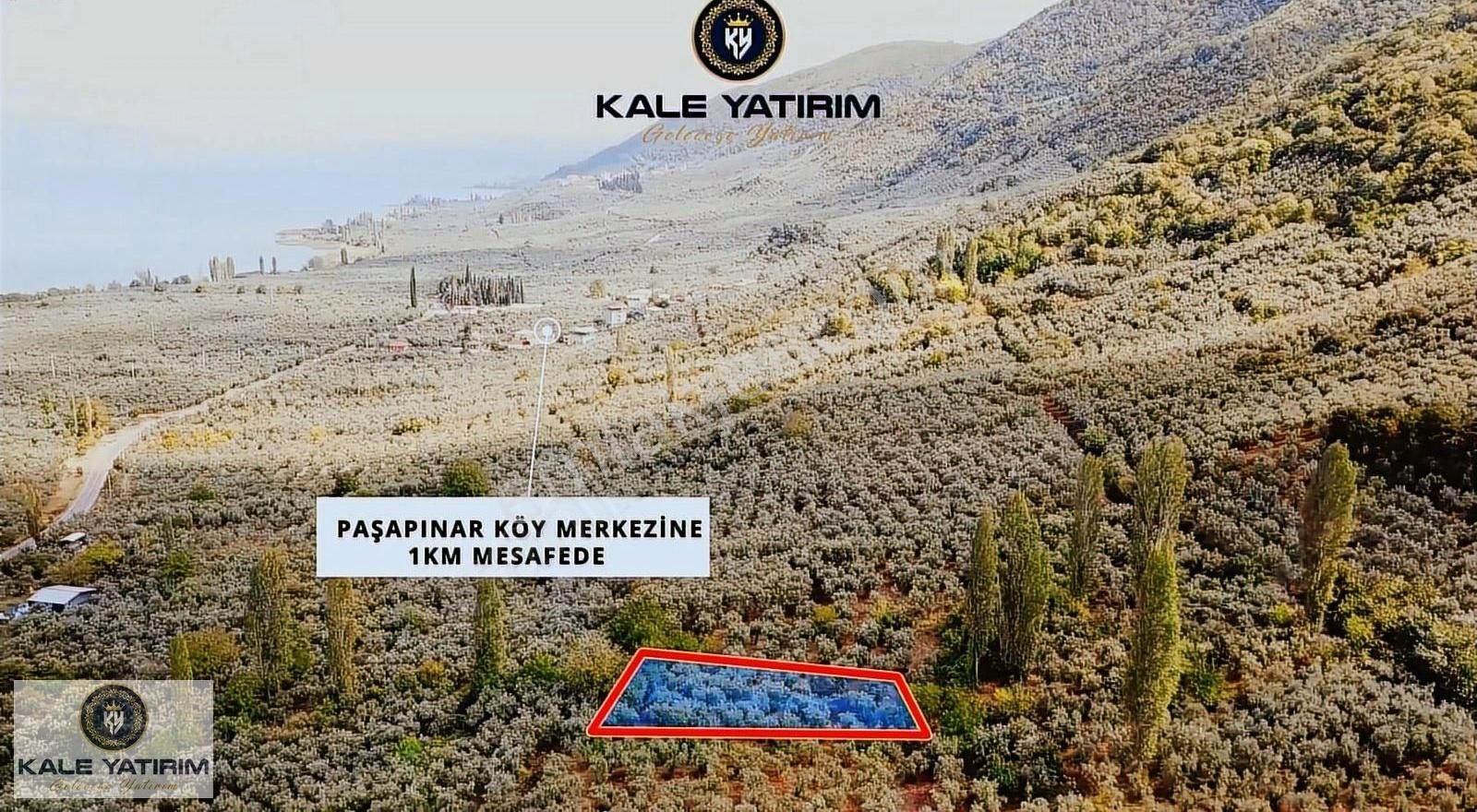 Kaleden Paşapınarda 925m² Eşsiz Göl Manzaralı Bakımlı Zeytinlik - Görsel 2