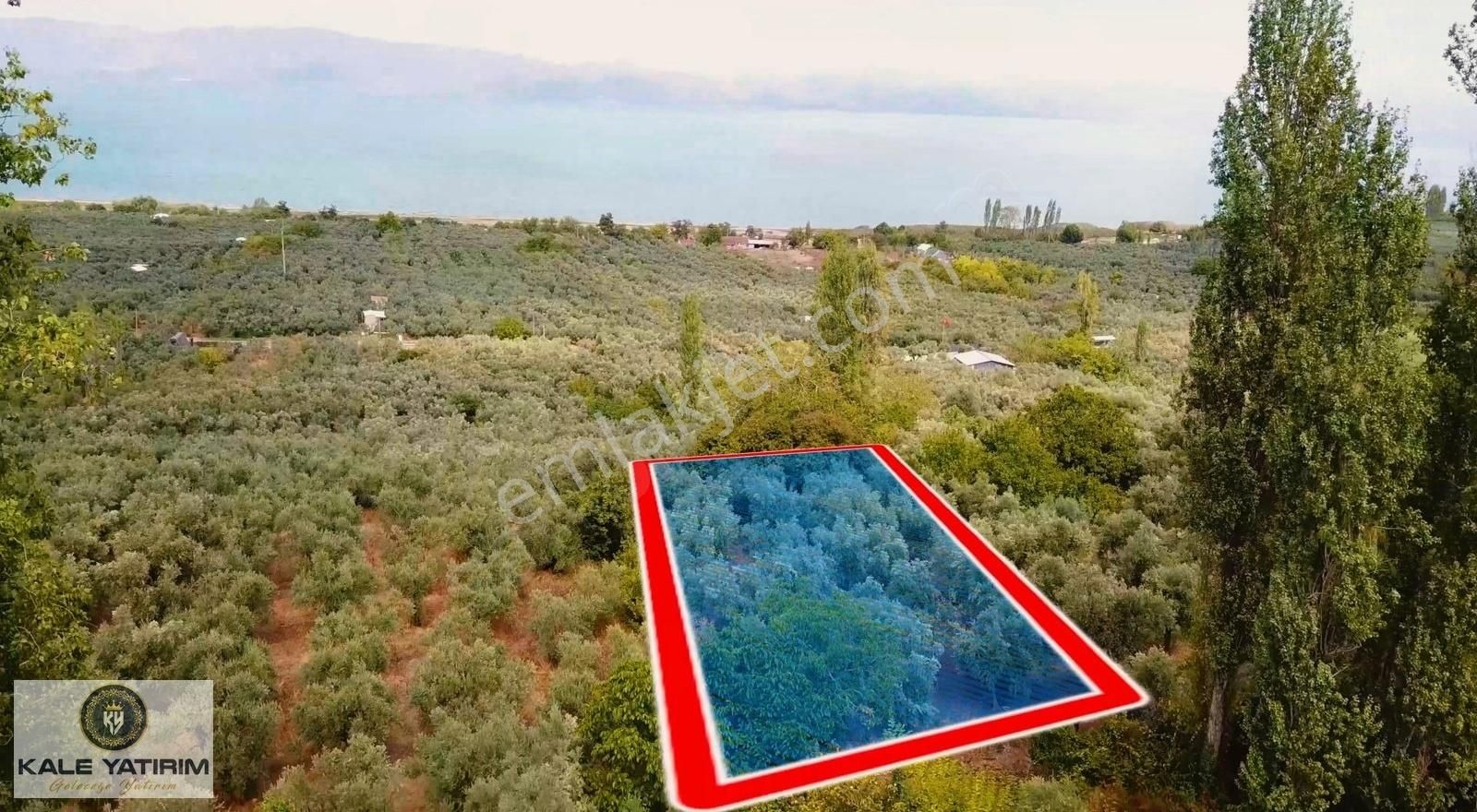 Kaleden Paşapınarda 925m² Eşsiz Göl Manzaralı Bakımlı Zeytinlik