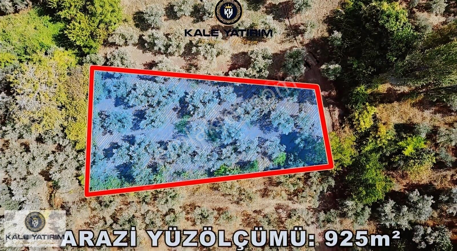 Kaleden Paşapınarda 925m² Eşsiz Göl Manzaralı Bakımlı Zeytinlik - Görsel 11