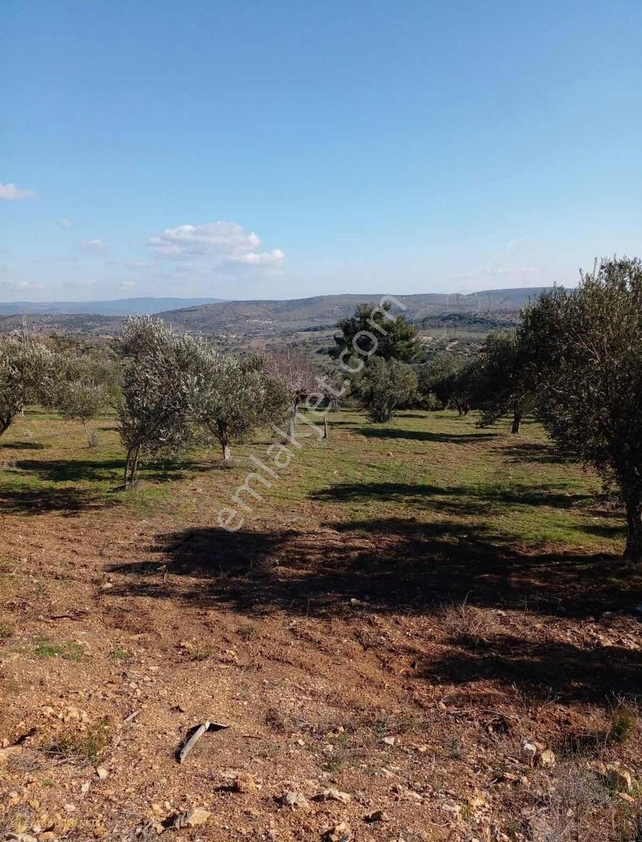 Çanakkale Ezine Karadağ Köyü Satılık Zeytinlik - Görsel 10