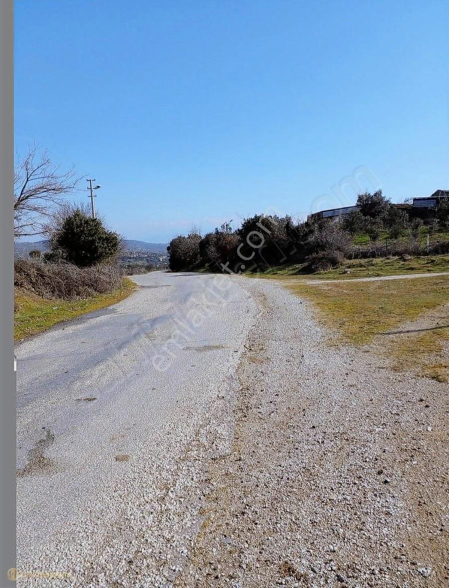 Çanakkale Ezine Karadağ Köyü Satılık Zeytinlik - Görsel 9