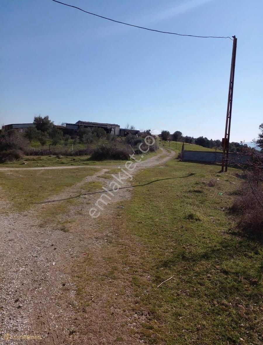 Çanakkale Ezine Karadağ Köyü Satılık Zeytinlik - Görsel 3