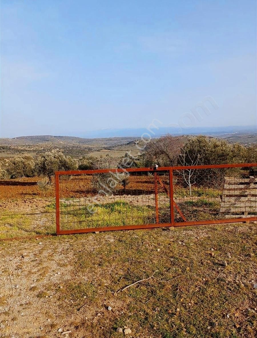 Çanakkale Ezine Karadağ Köyü Satılık Zeytinlik - Görsel 2