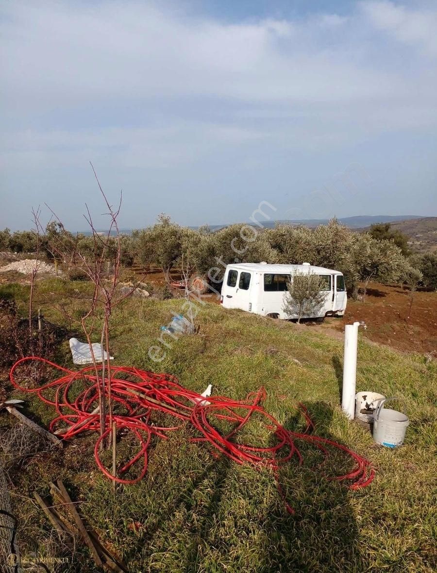 Çanakkale Ezine Karadağ Köyü Satılık Zeytinlik