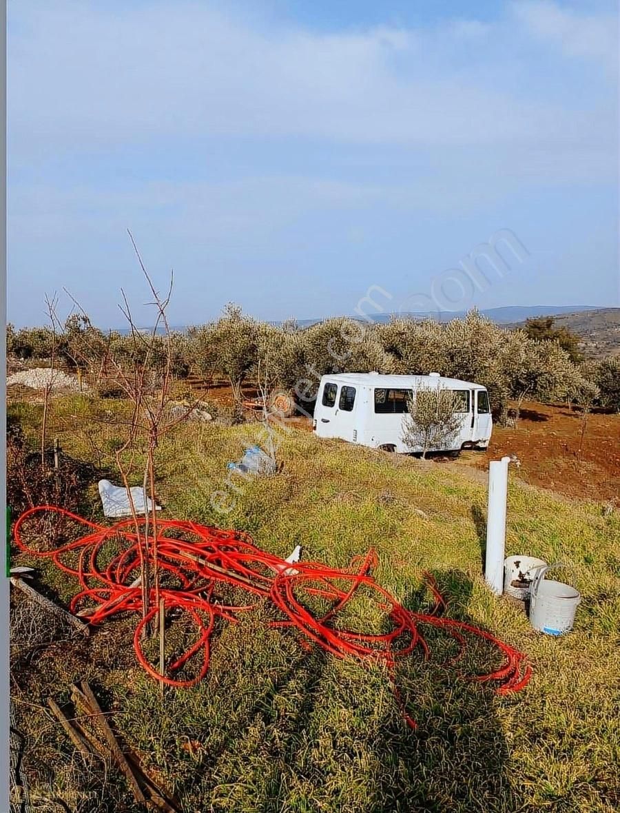 Çanakkale Ezine Karadağ Köyü Satılık Zeytinlik - Görsel 6