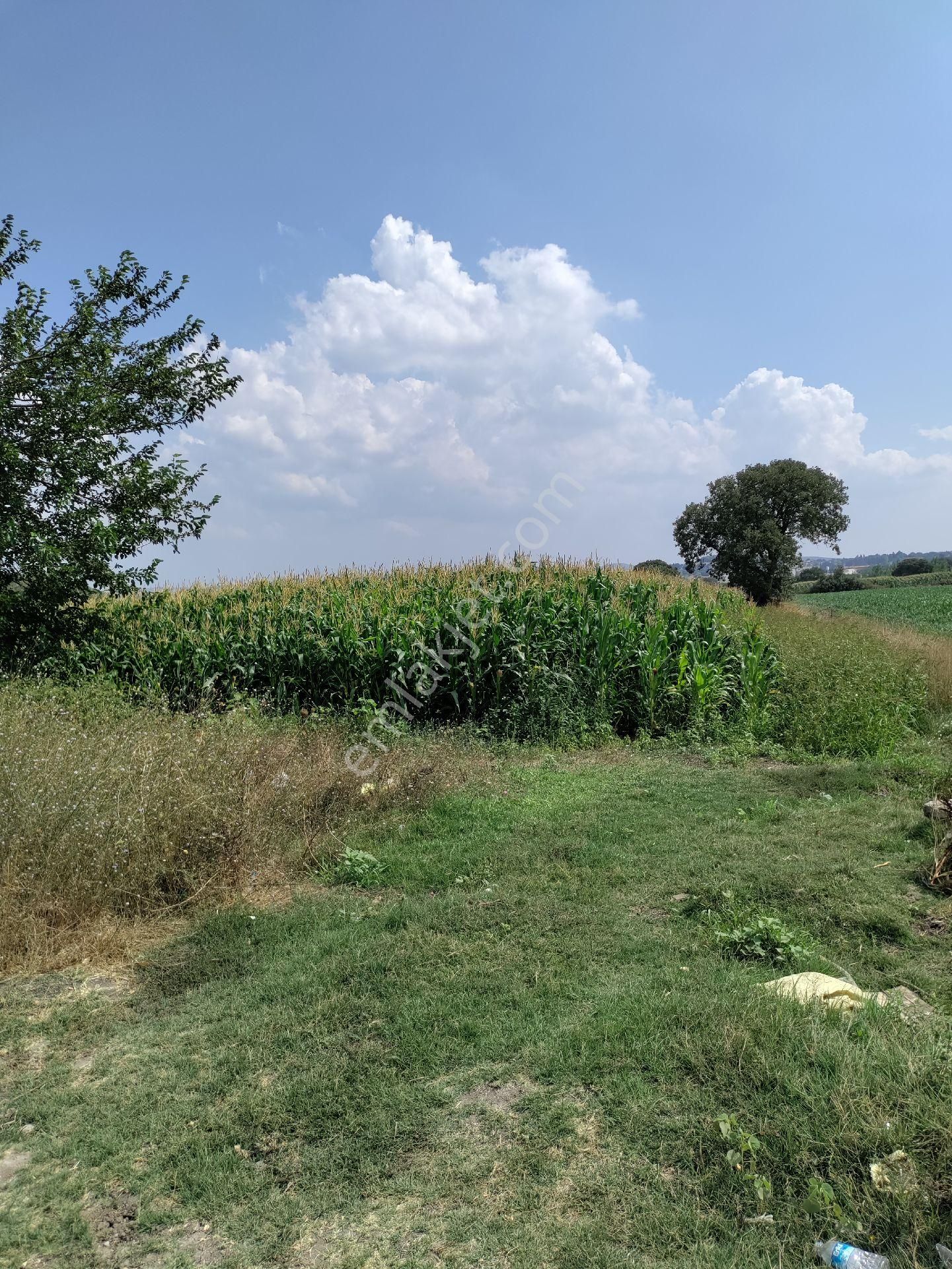 Eski Balıkesir Edremit Yoluna Cepheli Kiralık Tarla - Görsel 6