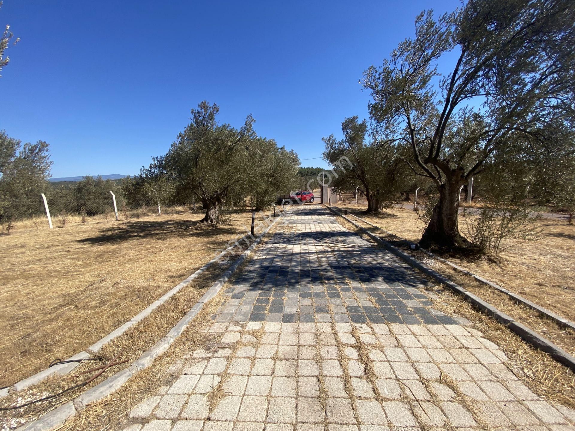 Balıkesir Ayvalık Ta Satılık Ciftlikevi. - Görsel 10