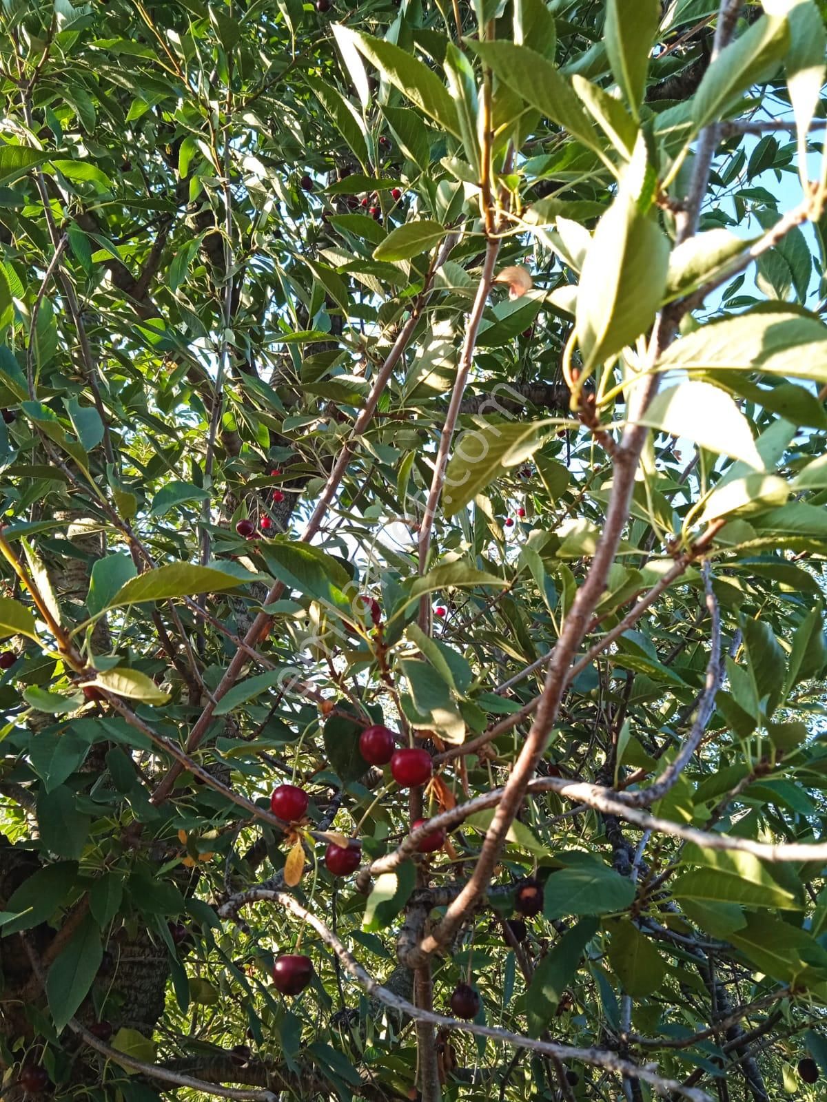 Sücüllü Emlaktan Bozlogan Koyünde Satılık Hobi Bahçesi - Görsel 18