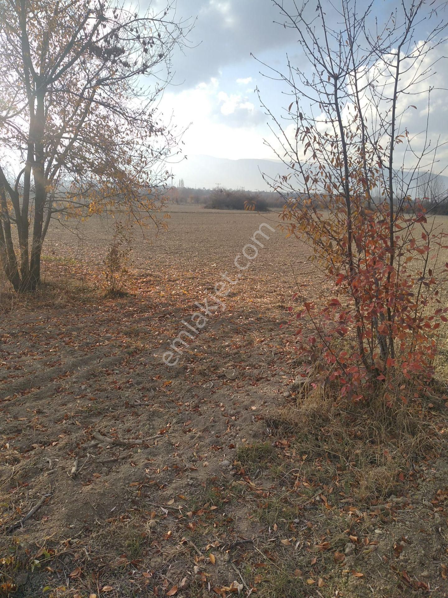 Sücüllü Emlaktan Bozlogan Koyünde Satılık Hobi Bahçesi - Görsel 5