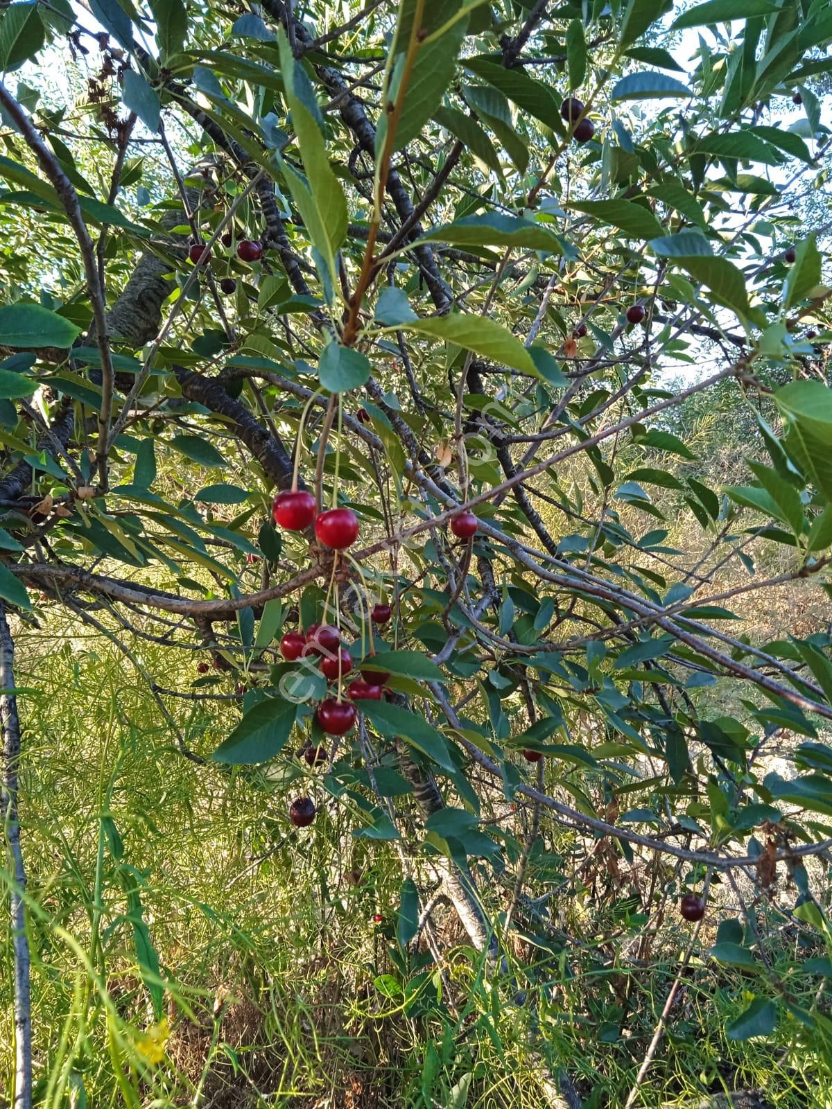 Sücüllü Emlaktan Bozlogan Koyünde Satılık Hobi Bahçesi - Görsel 17