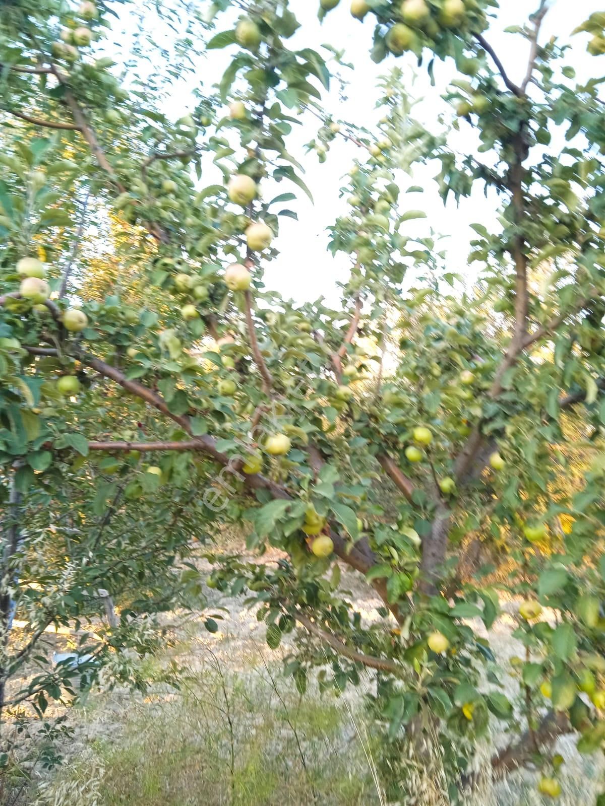 Sücüllü Emlaktan Bozlogan Koyünde Satılık Hobi Bahçesi - Görsel 15