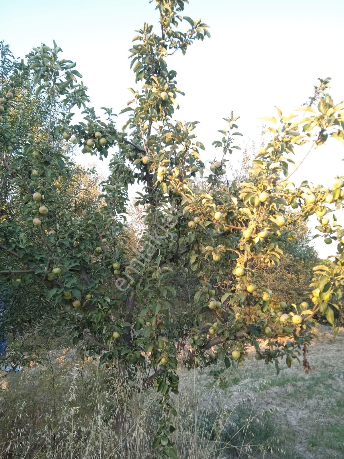 Sücüllü Emlaktan Bozlogan Koyünde Satılık Hobi Bahçesi - Görsel 13