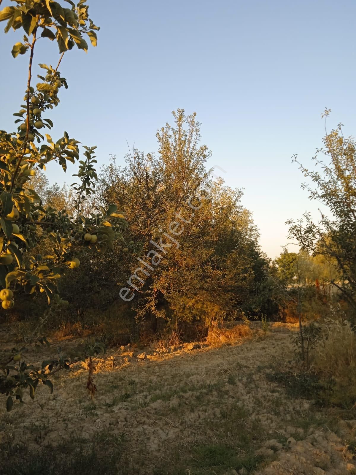 Sücüllü Emlaktan Bozlogan Koyünde Satılık Hobi Bahçesi - Görsel 16