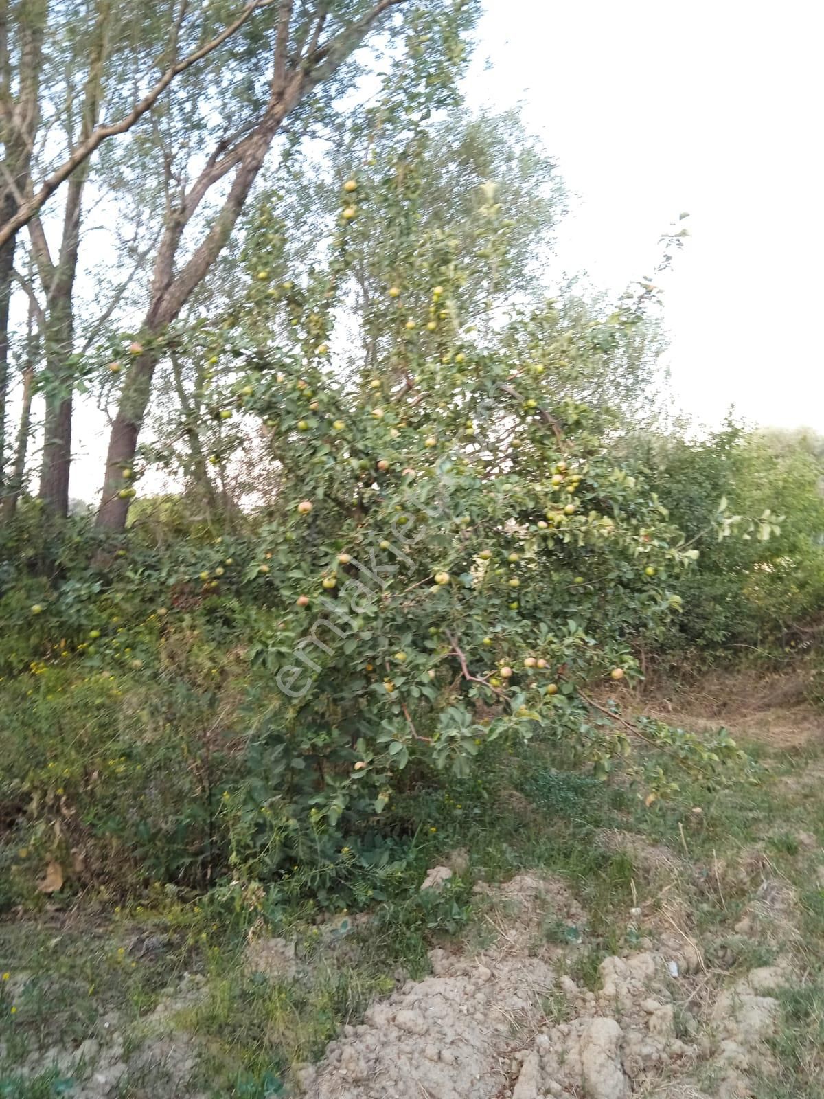 Sücüllü Emlaktan Bozlogan Koyünde Satılık Hobi Bahçesi - Görsel 11