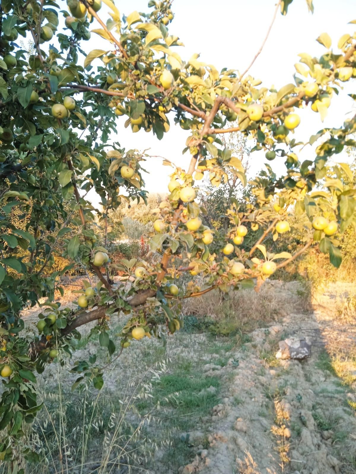 Sücüllü Emlaktan Bozlogan Koyünde Satılık Hobi Bahçesi - Görsel 14