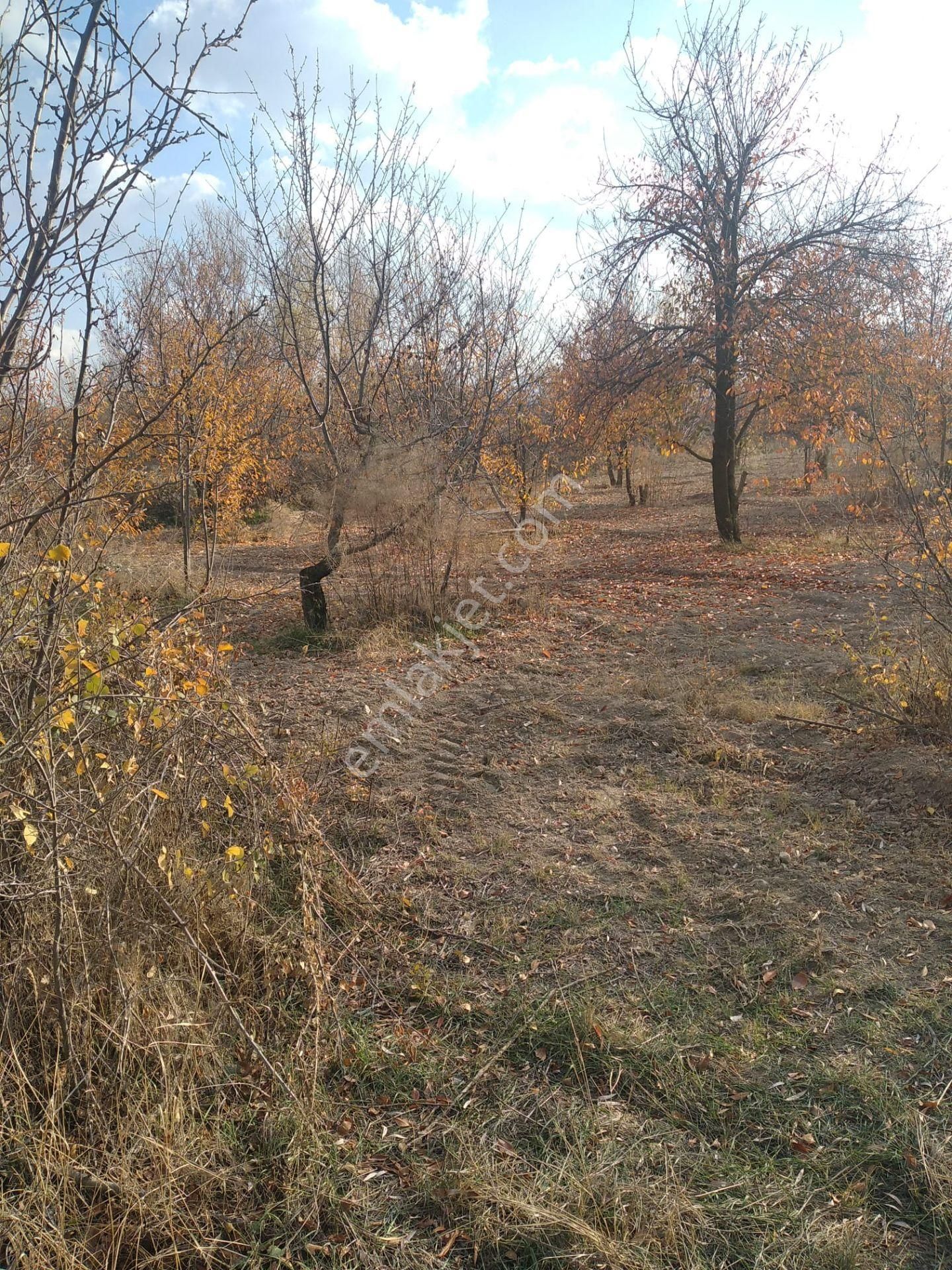 Sücüllü Emlaktan Bozlogan Koyünde Satılık Hobi Bahçesi
