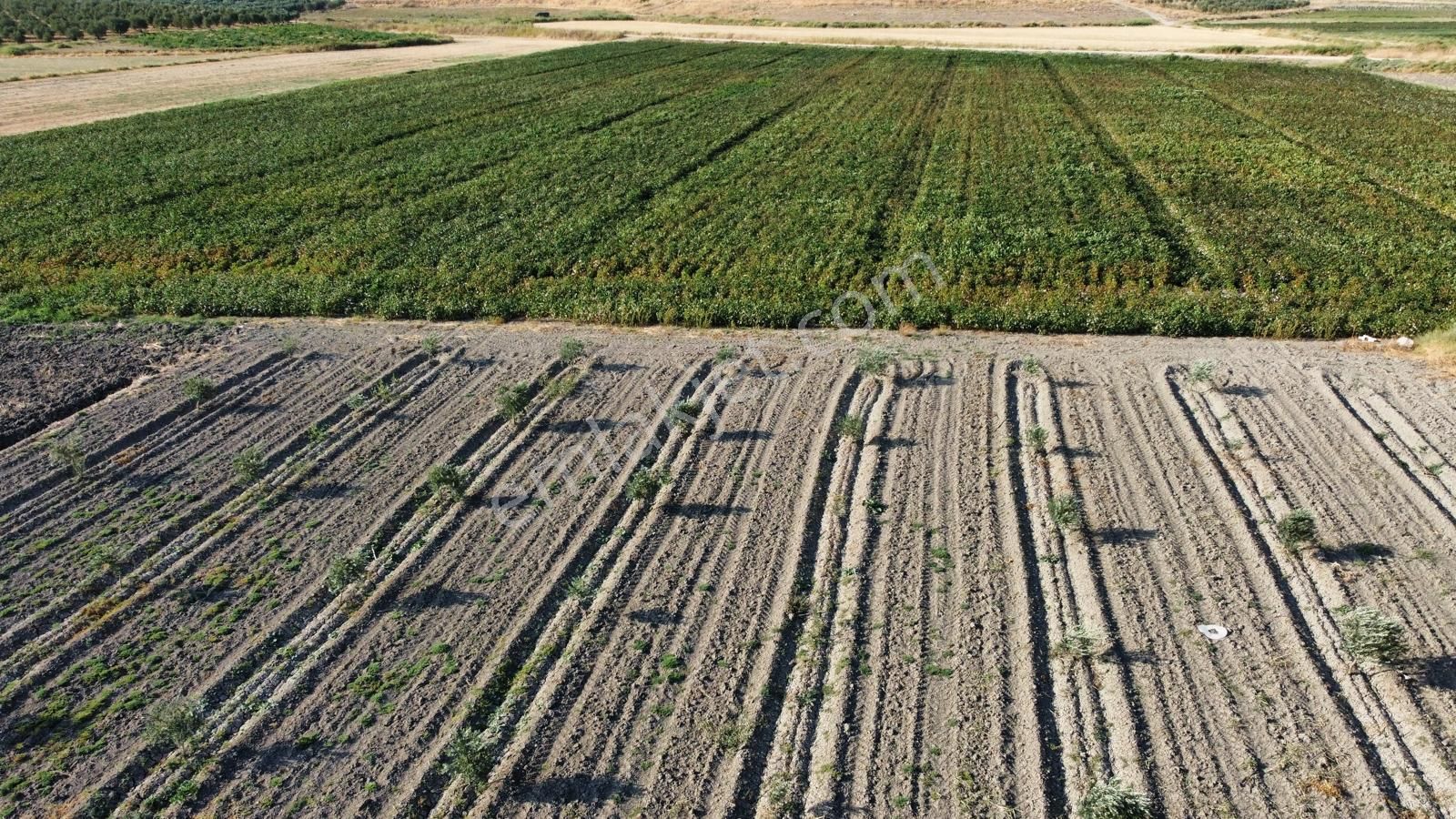210 Adet Trilye Cinsi Genç Zeytinlik - Görsel 8