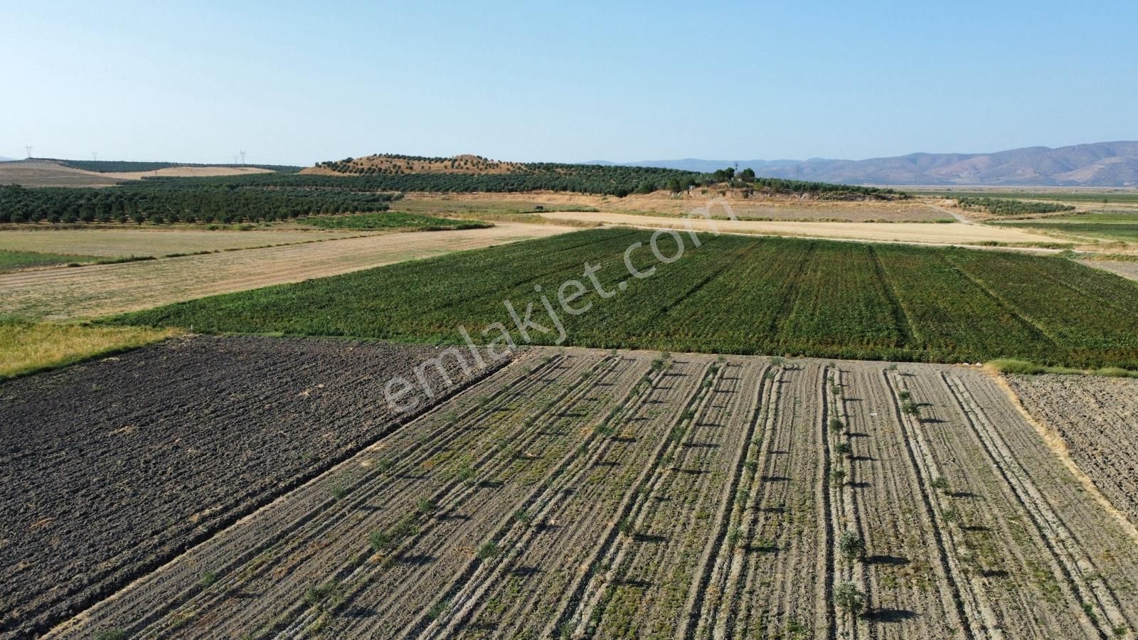 210 Adet Trilye Cinsi Genç Zeytinlik