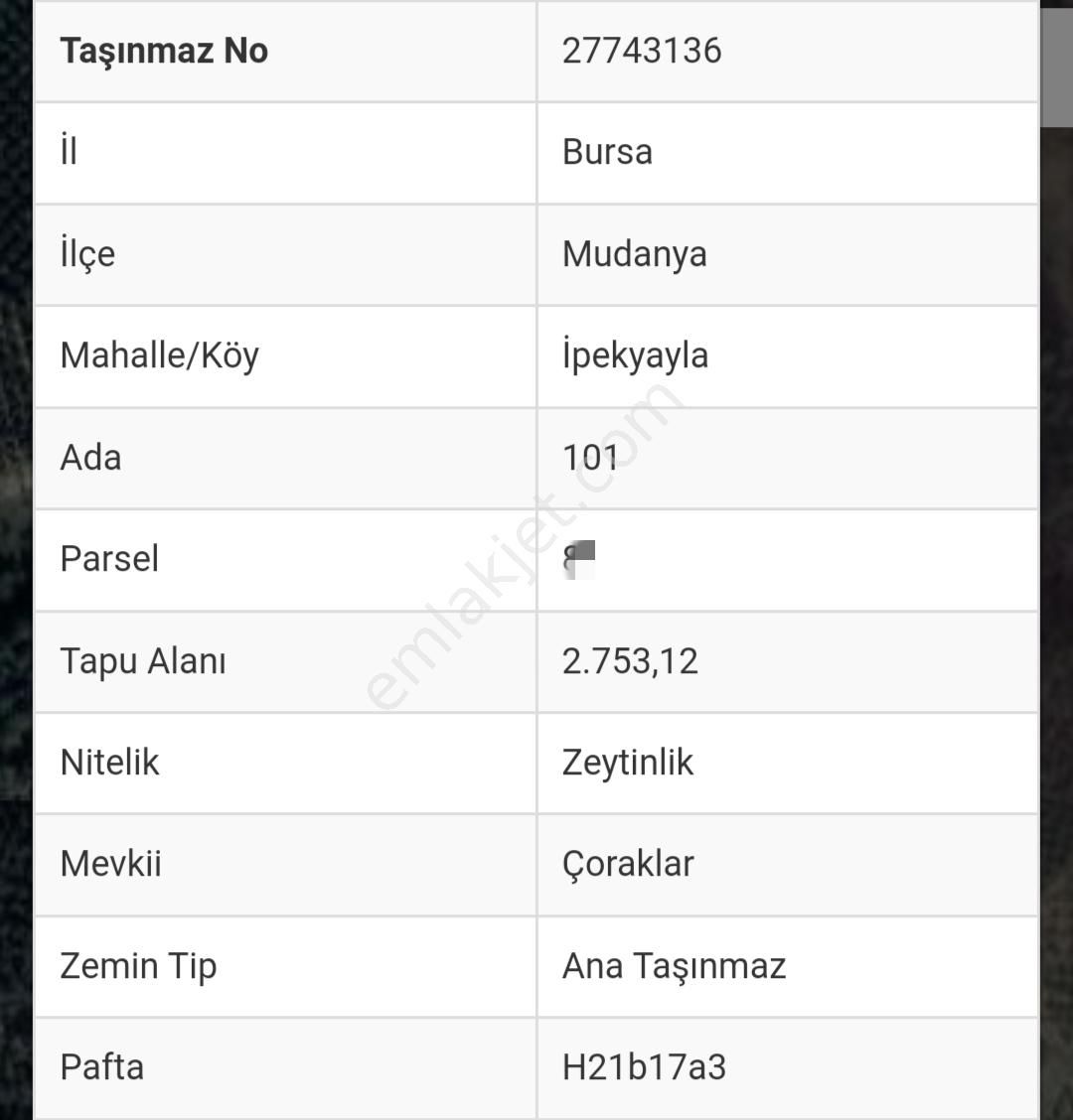 Ena Group Bursa Mudanya İpekyayla'da 2750 M2 Satılık Zeytinlik - Görsel 3