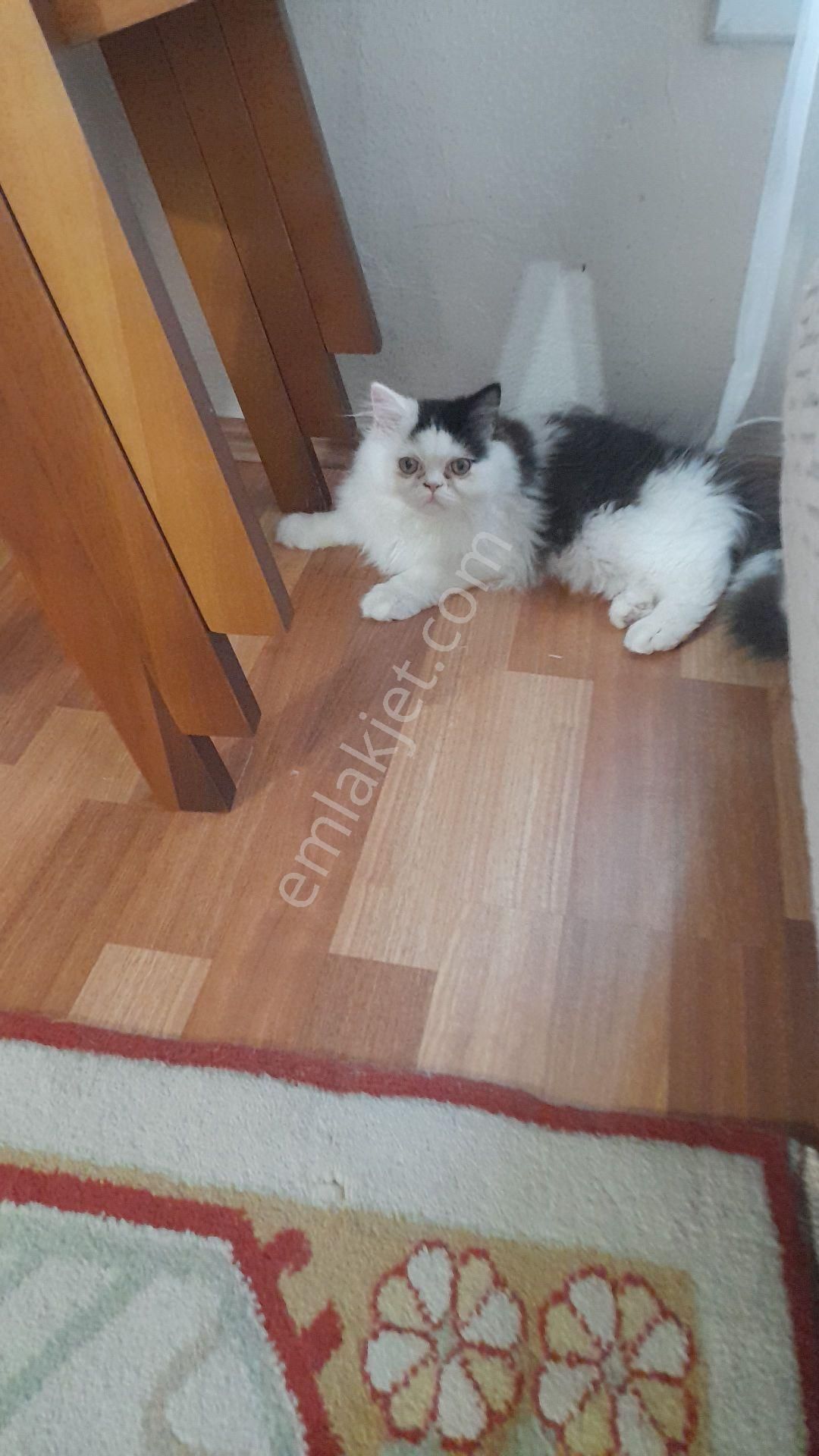 İnönü Caddesinde Bakımlı 2 - Görsel 5