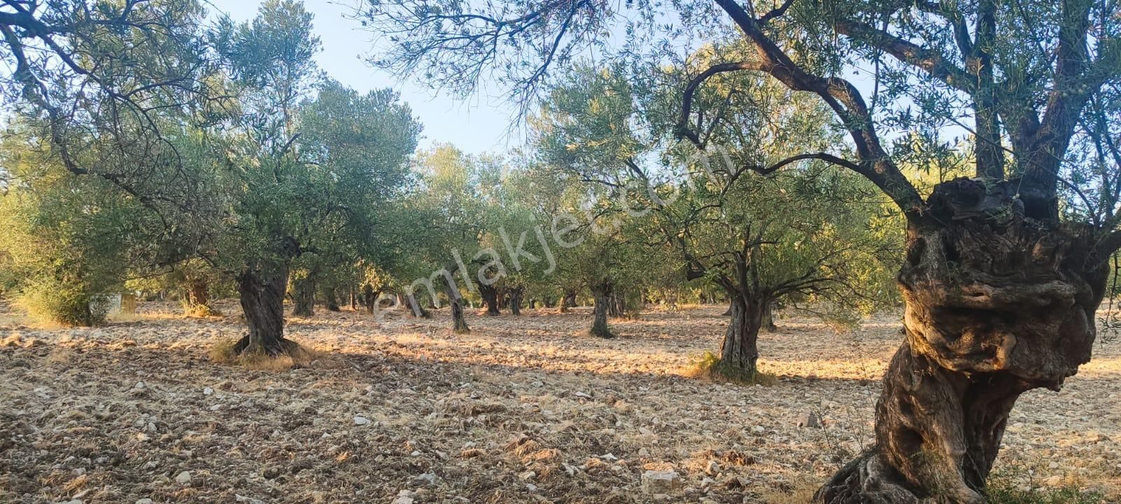 Küçükköy Tuzla’da Satılık 5.099 M² Zeytinlik | Yatırımlık Arazi | Can Emlak Güvencesiyle - Görsel 7
