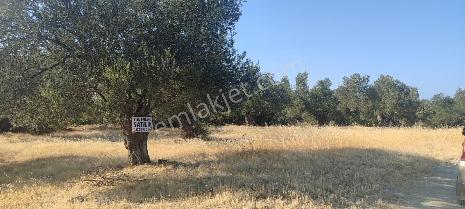 Ayvalık Gazikemalpaşa’da Satılık 2 Ayrı Tapulu Zeytinlik | Toplam 1.264 M² | Can Emlak - Görsel 7