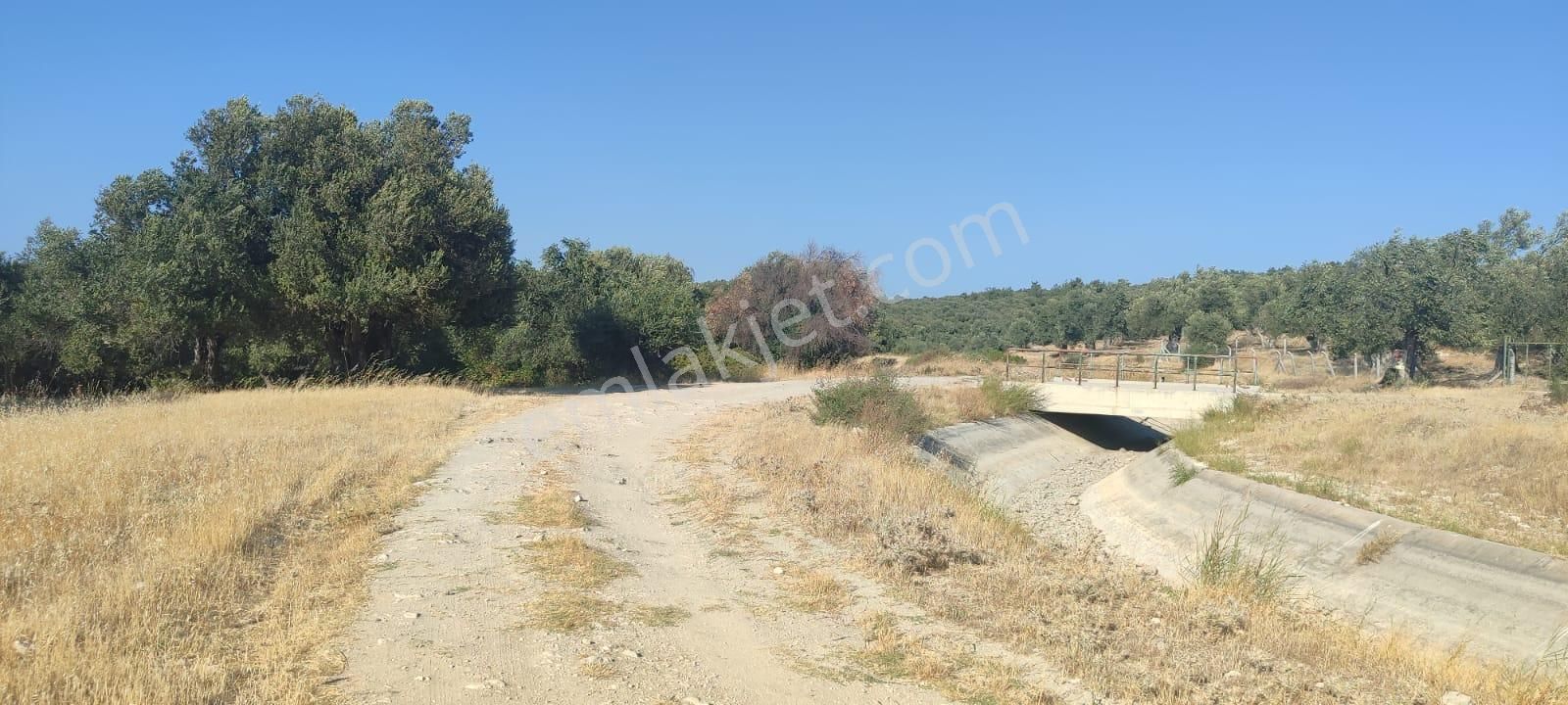 Ayvalık Gazikemalpaşa’da Satılık 2 Ayrı Tapulu Zeytinlik | Toplam 1.264 M² | Can Emlak - Görsel 4