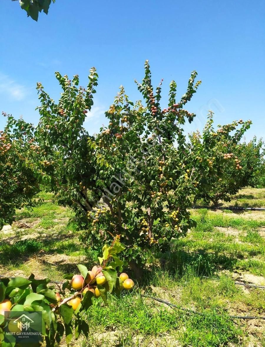 Doğaköy'de Satılık 2946m2 Kayısı Bahçesi - Görsel 6