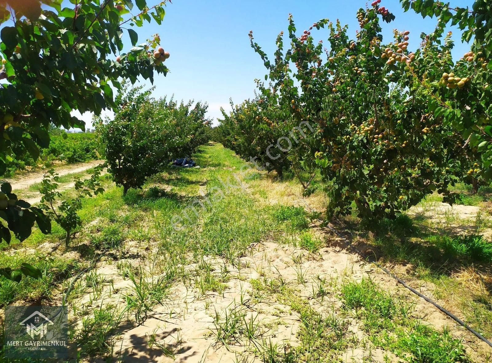 Doğaköy'de Satılık 2946m2 Kayısı Bahçesi