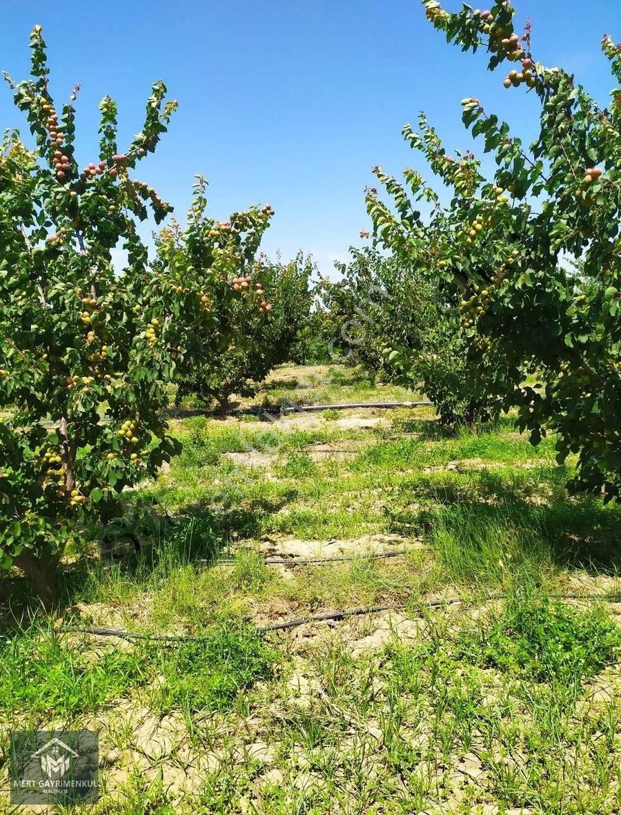 Doğaköy'de Satılık 2946m2 Kayısı Bahçesi - Görsel 4
