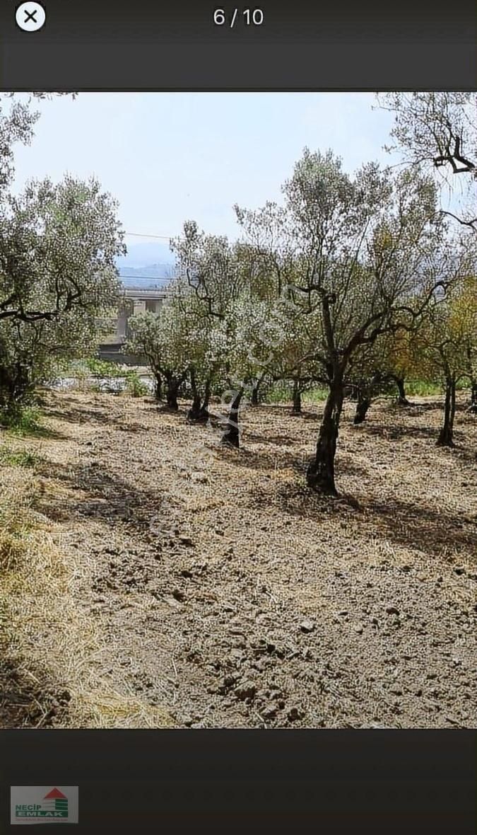 Necip Emlaktan Satılık Anayola Cephe Bahçe