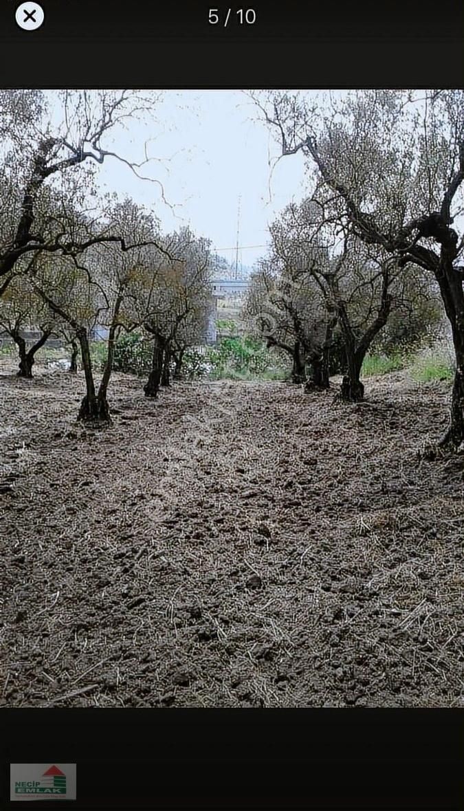 Necip Emlaktan Satılık Anayola Cephe Bahçe - Görsel 5