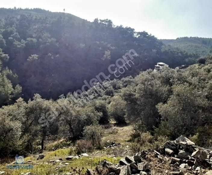 Torbalı Düverlik Mah 5230m2 Tek Tapu Zeytinlik - Görsel 22