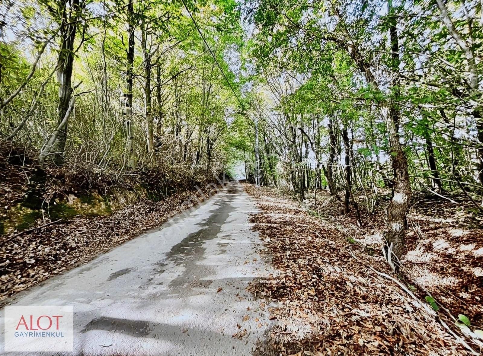 Şile Çelebi De Satılık 5653m2 Tarla - Görsel 19