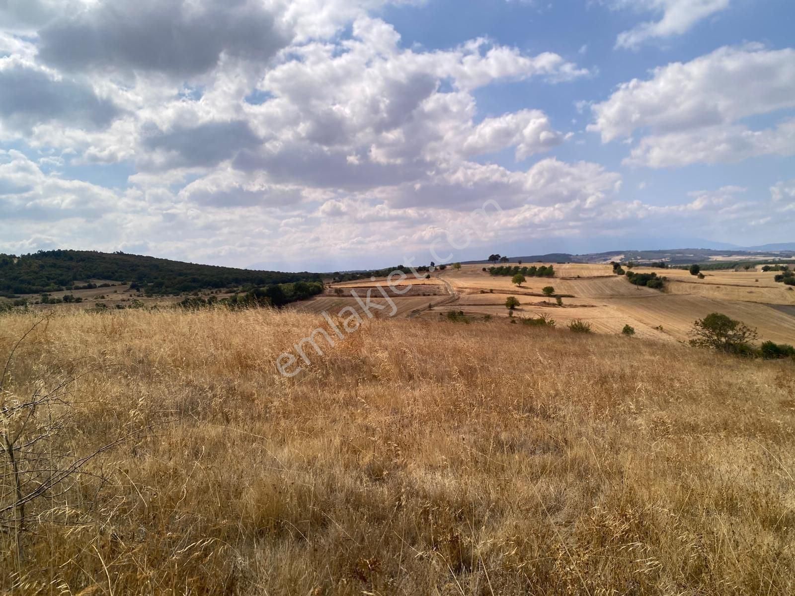 Bursa Yenişehir Çiçeközü 2458 M2 Satılık Tarla - Görsel 2