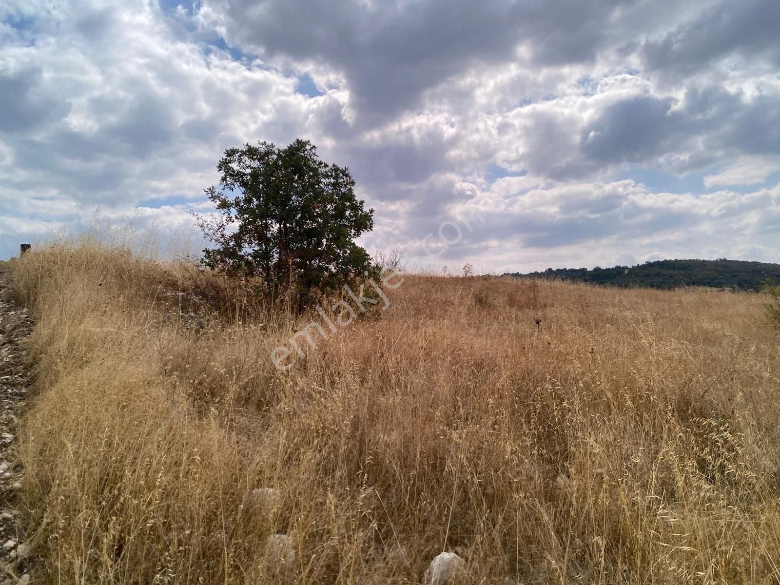 Bursa Yenişehir Çiçeközü 2458 M2 Satılık Tarla - Görsel 6