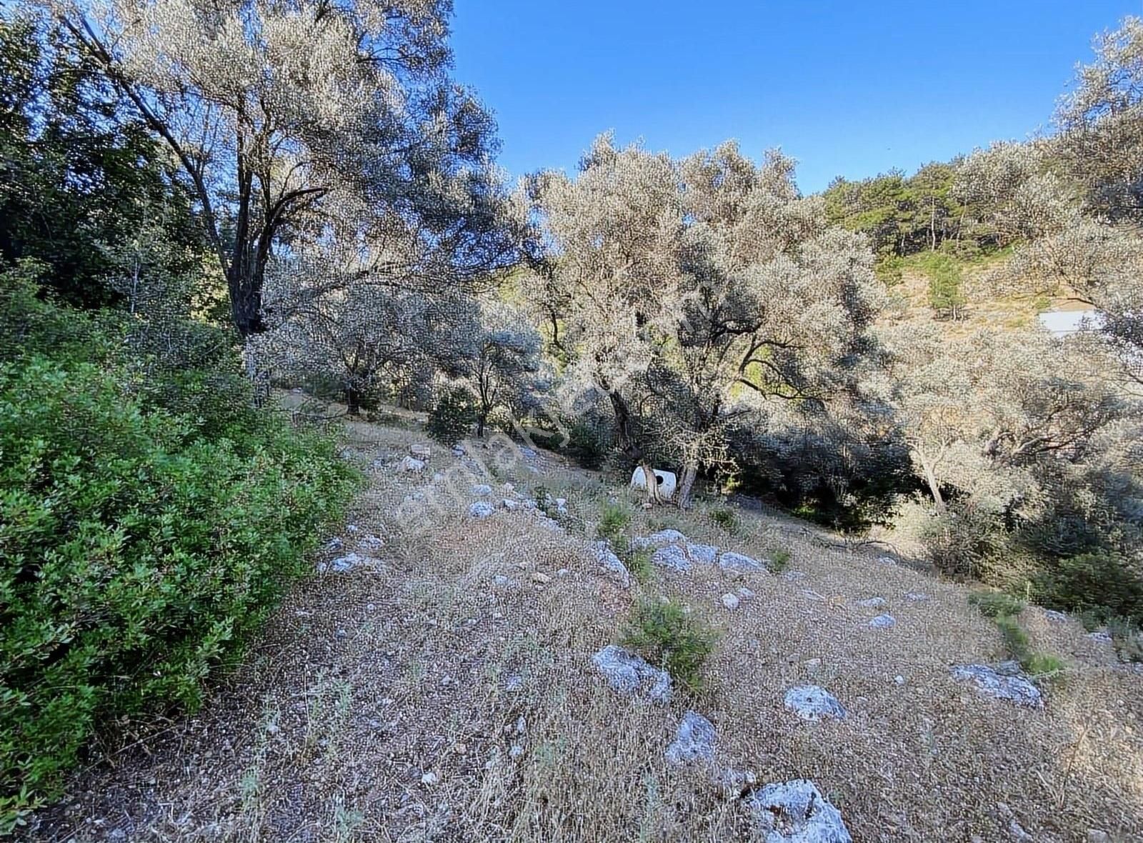 Bodrum Kızılağaç'ta Satılık 1750 M² Müstakil Tarla - Görsel 5