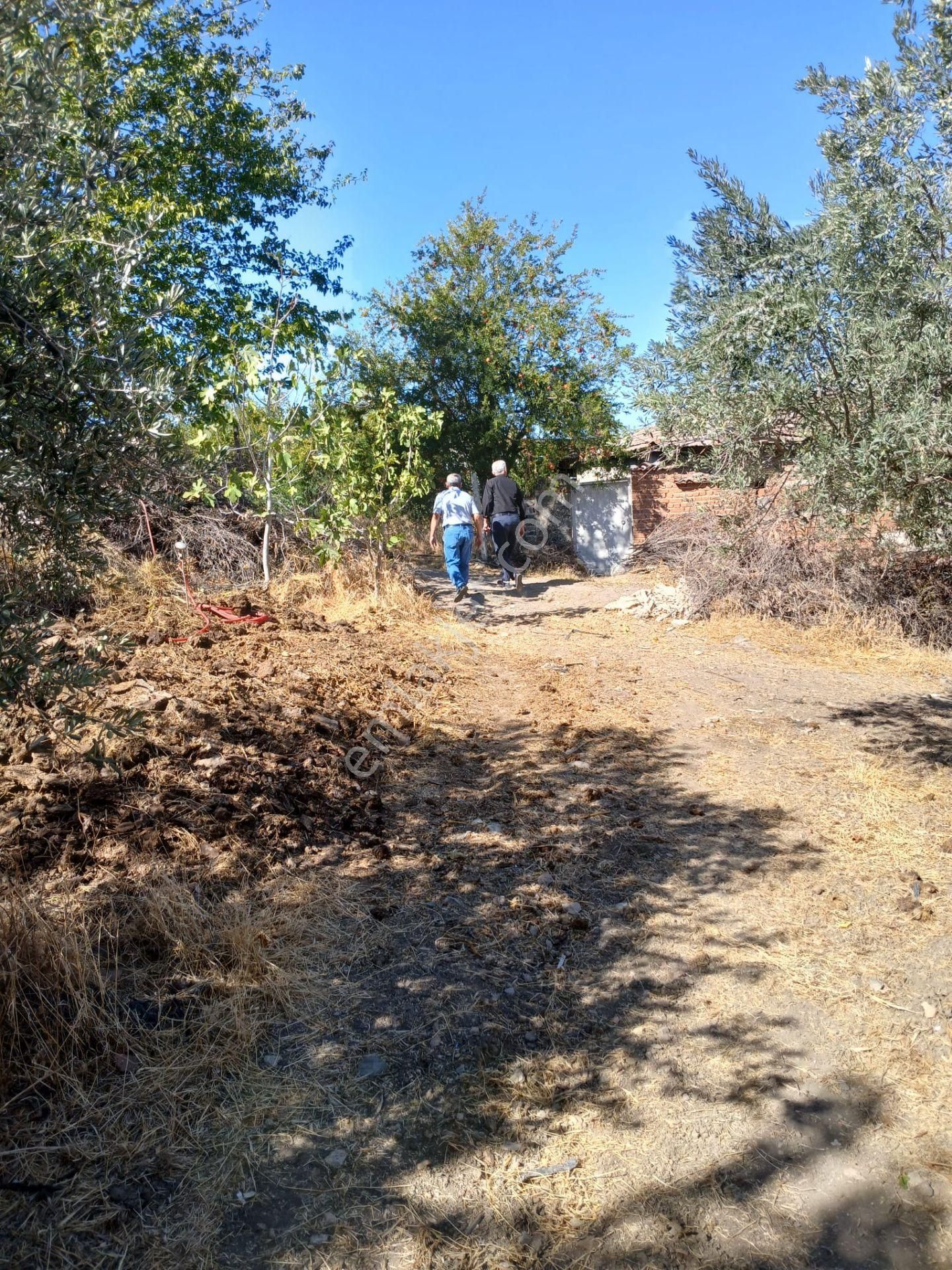 Manisa Saruhanlı Alibeyli Mahallesi (köyü) 2 Dönüm Zeytinlik Satılık !!! - Görsel 15