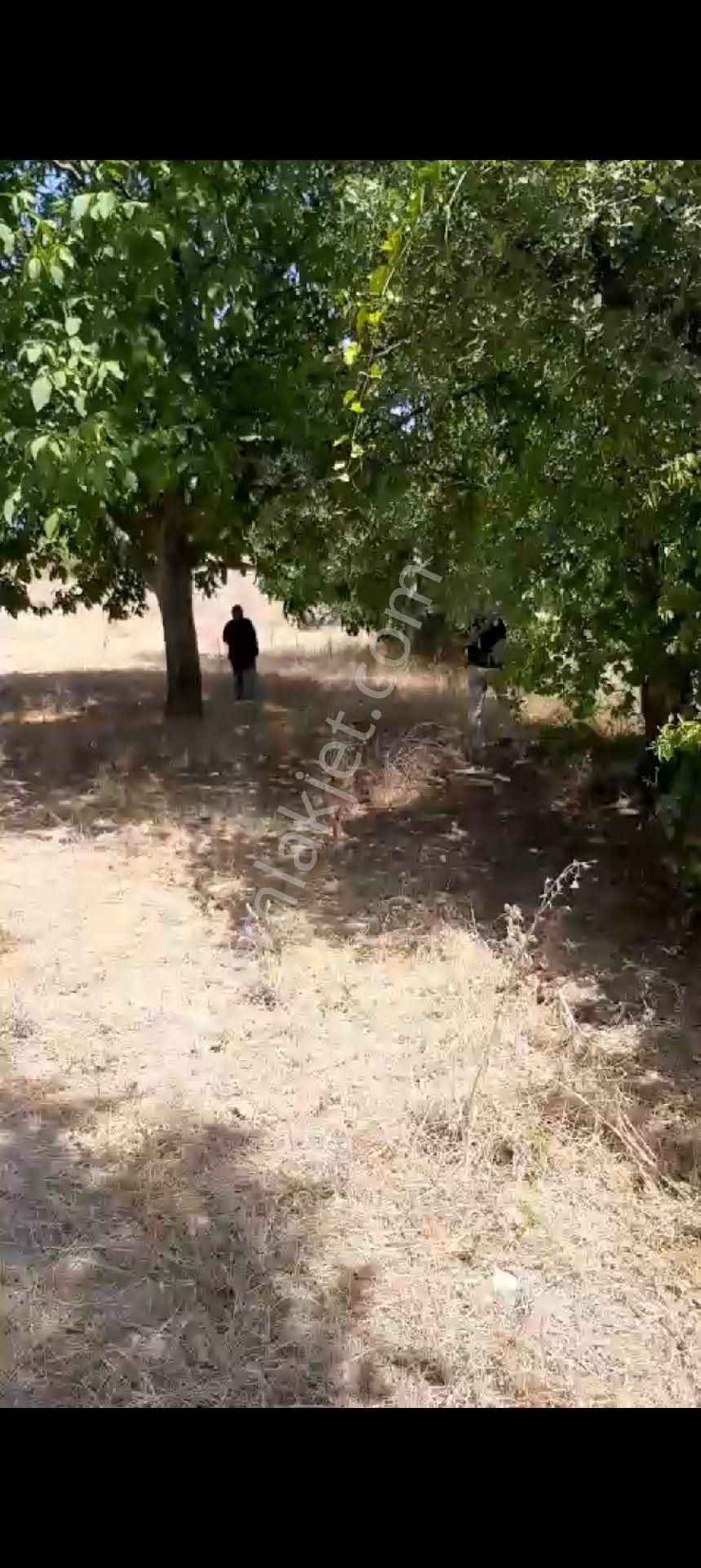 Çitli Mahallesinde Acil Satılık Uygun Fiyatlı Tar