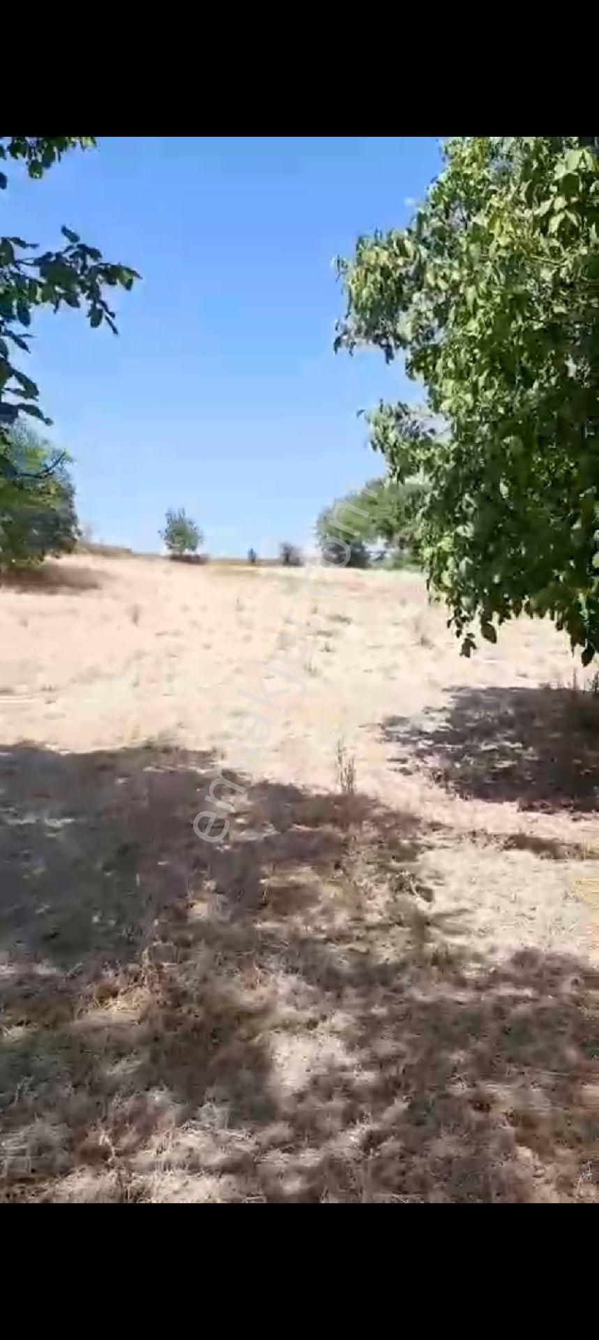 Çitli Mahallesinde Acil Satılık Uygun Fiyatlı Tar - Görsel 4
