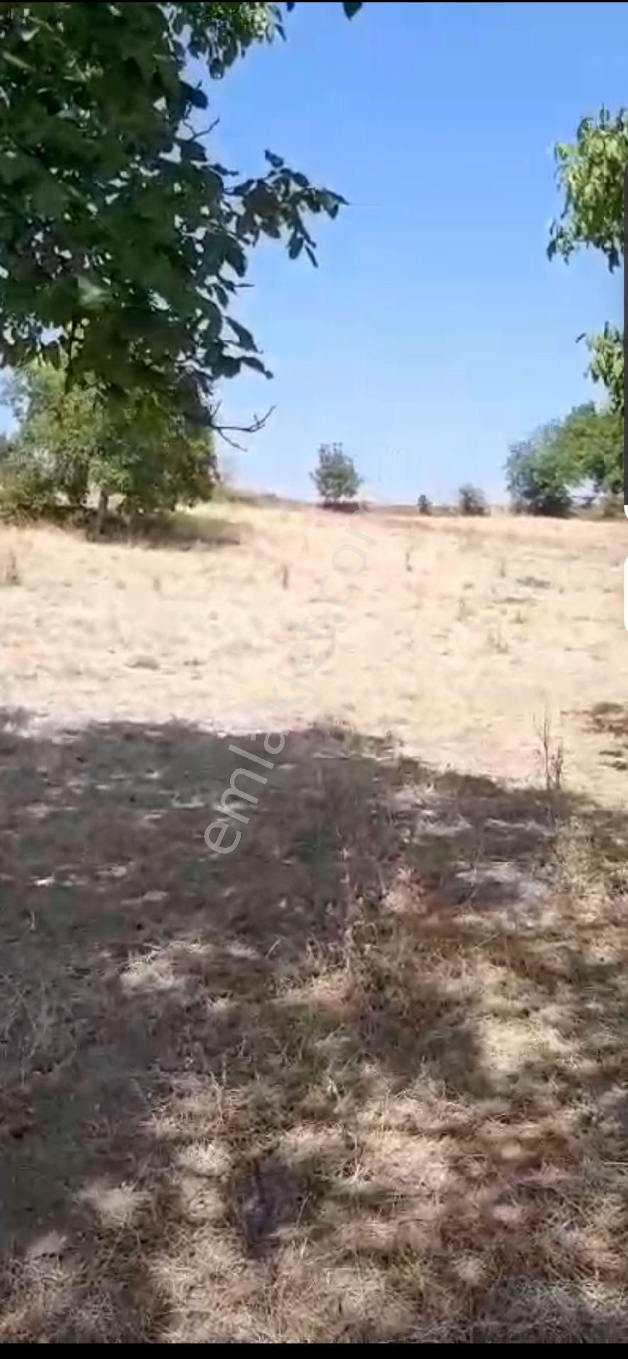 Çitli Mahallesinde Acil Satılık Uygun Fiyatlı Tar - Görsel 5