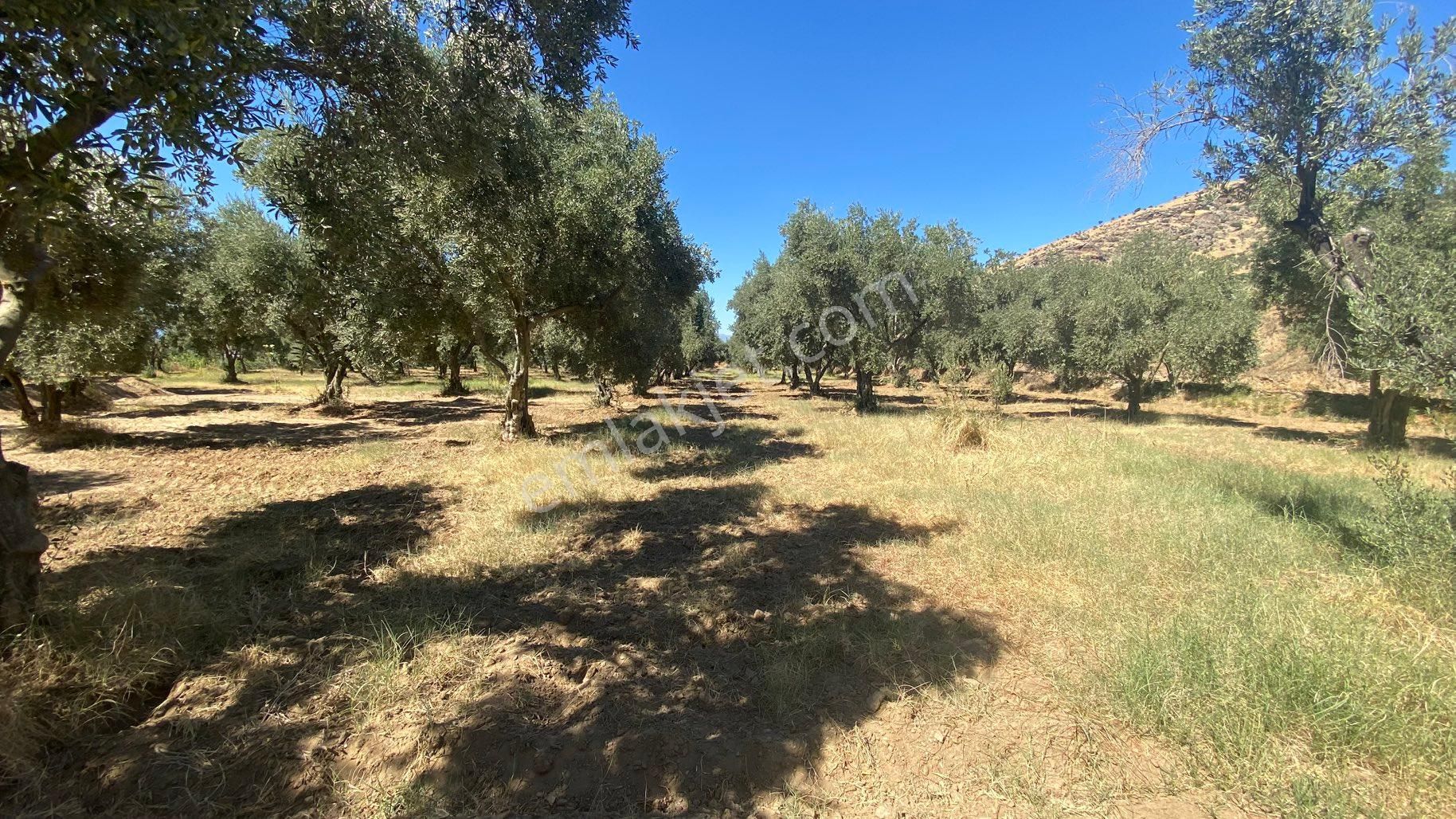 Arpazda 9 Dönüm Zeytinlik - Görsel 21