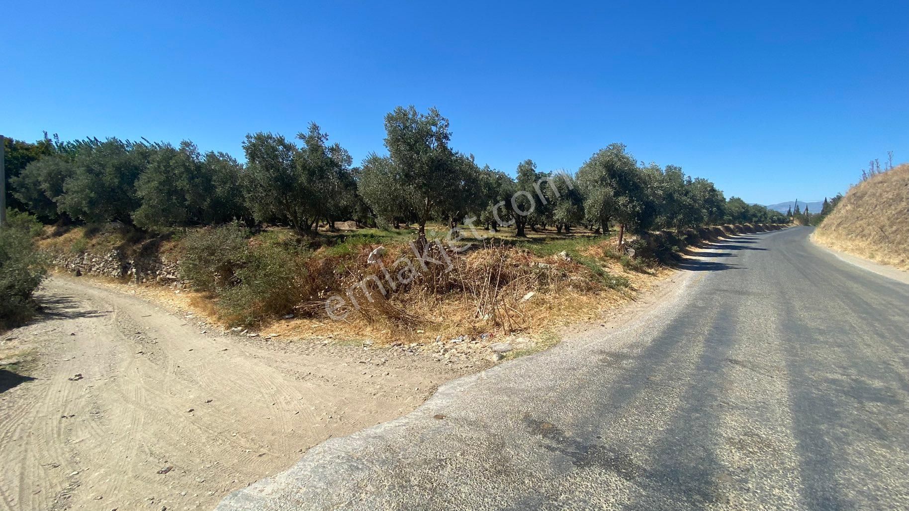 Arpazda 9 Dönüm Zeytinlik - Görsel 12