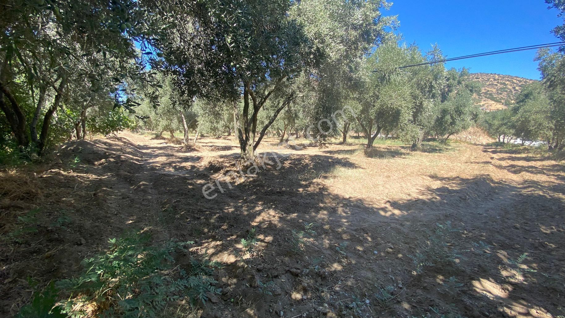 Arpazda 9 Dönüm Zeytinlik - Görsel 16