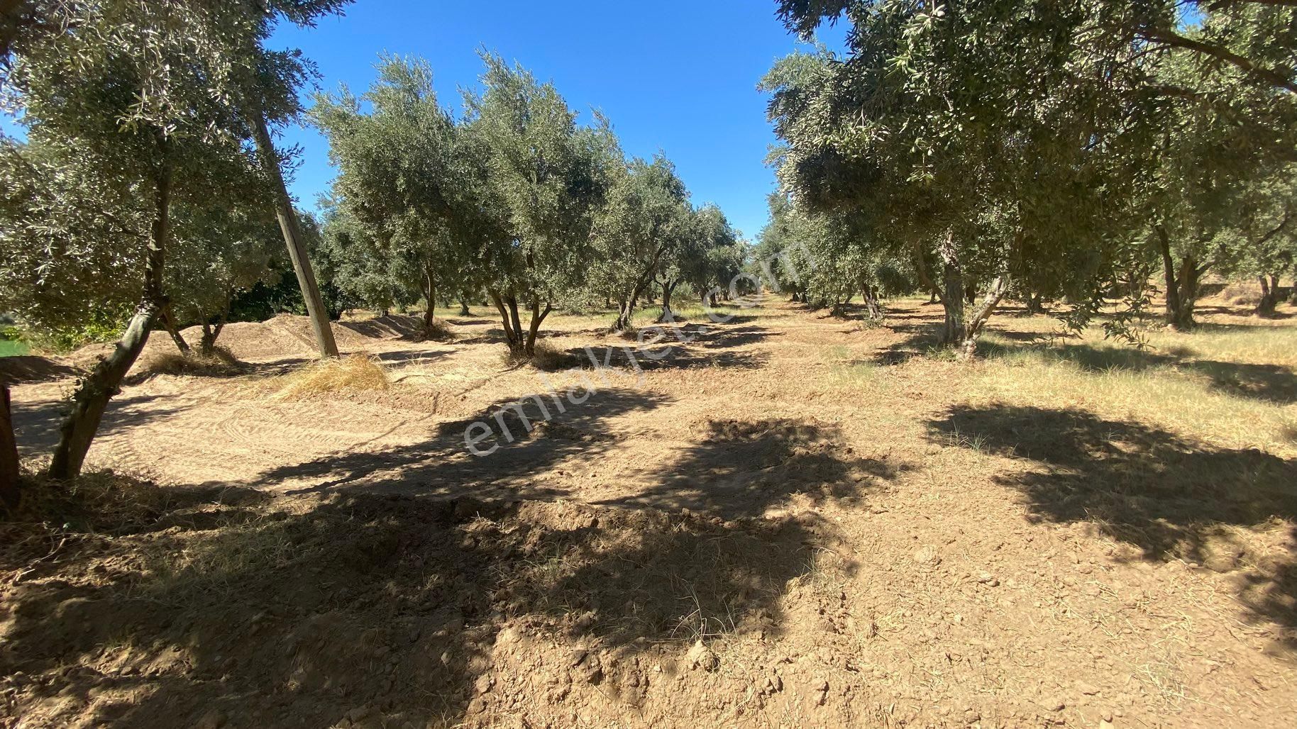 Arpazda 9 Dönüm Zeytinlik - Görsel 6