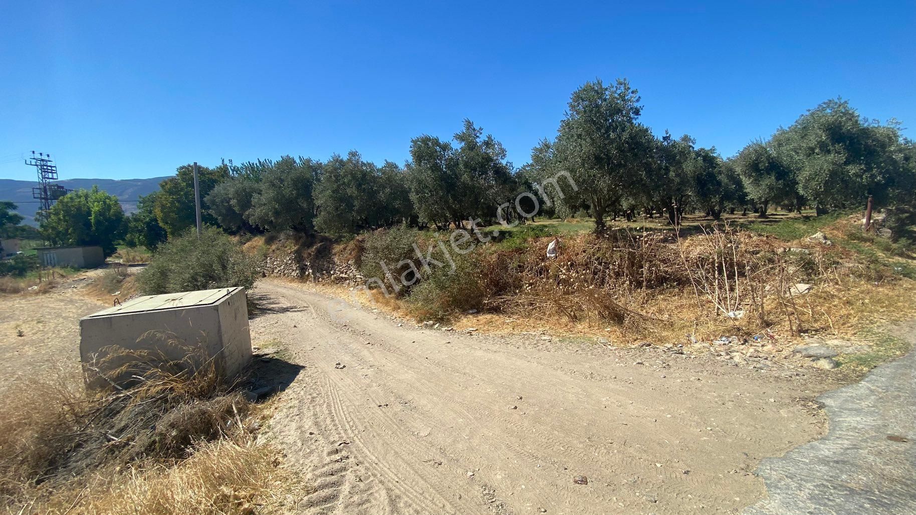 Arpazda 9 Dönüm Zeytinlik - Görsel 27