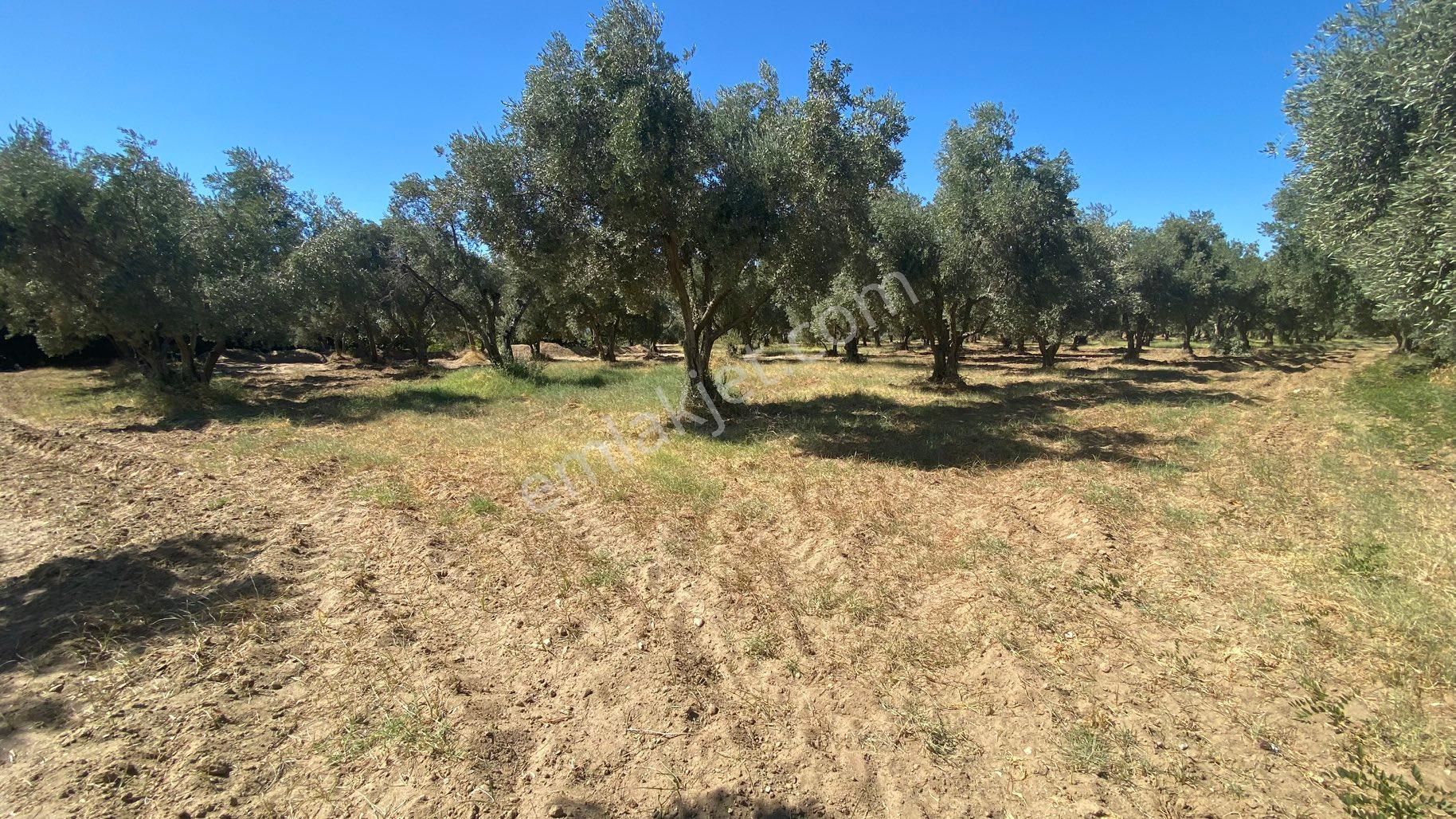 Arpazda 9 Dönüm Zeytinlik - Görsel 19