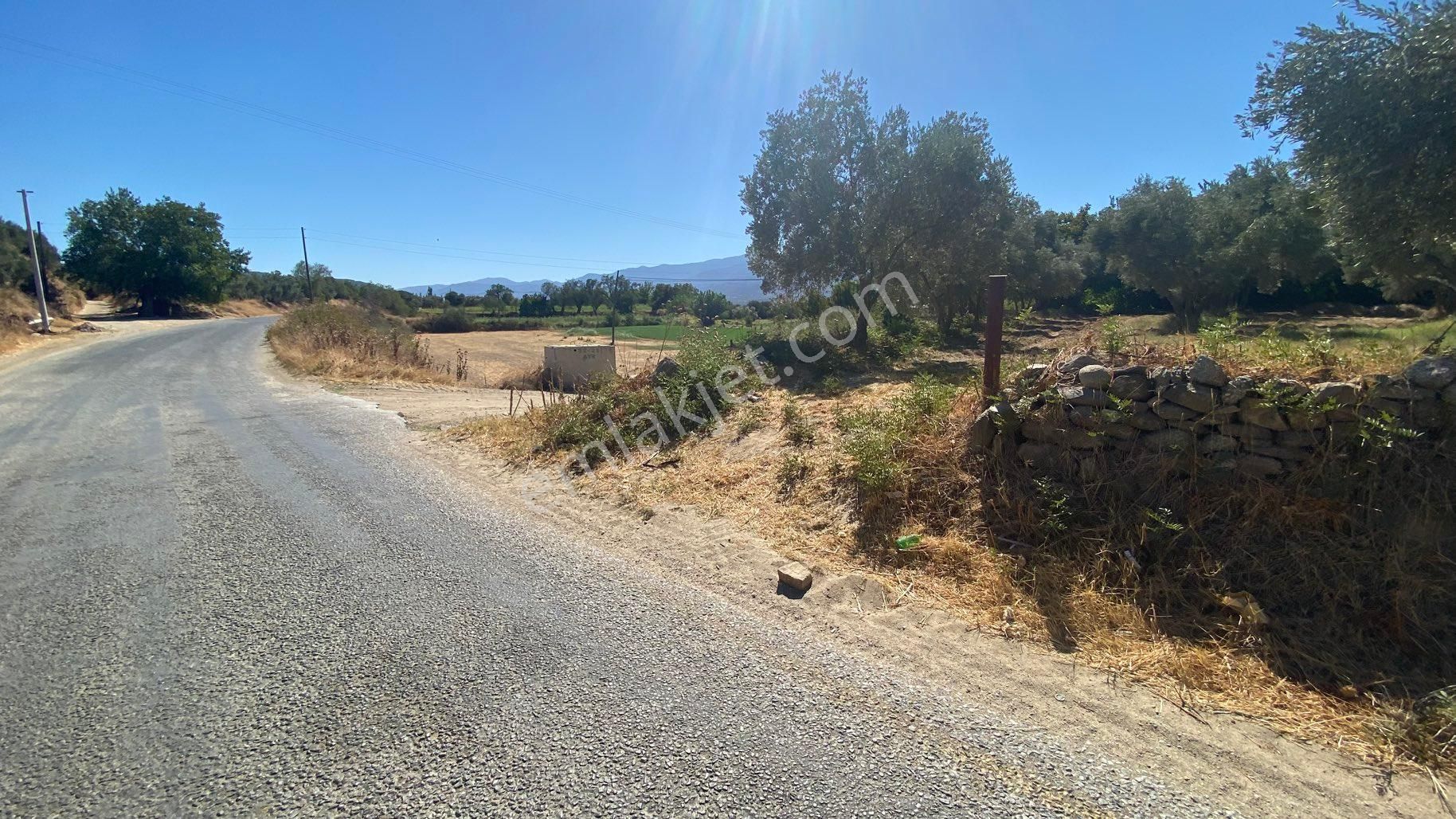 Arpazda 9 Dönüm Zeytinlik - Görsel 13