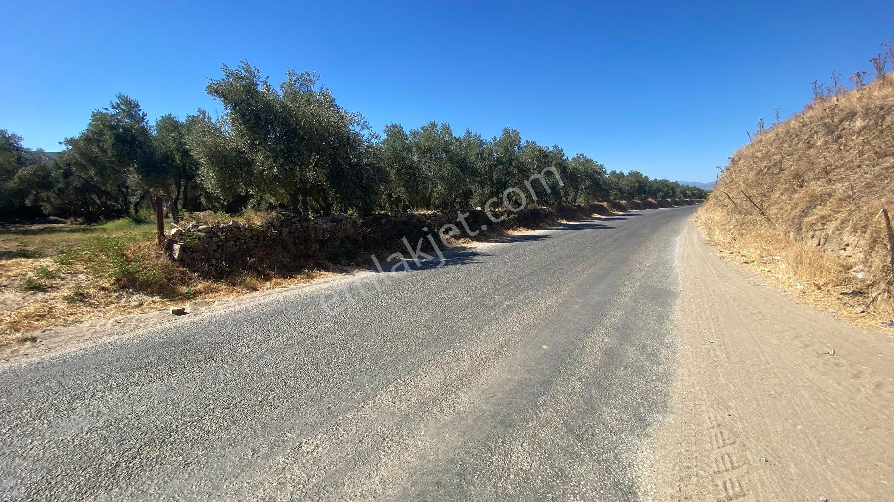 Arpazda 9 Dönüm Zeytinlik - Görsel 2