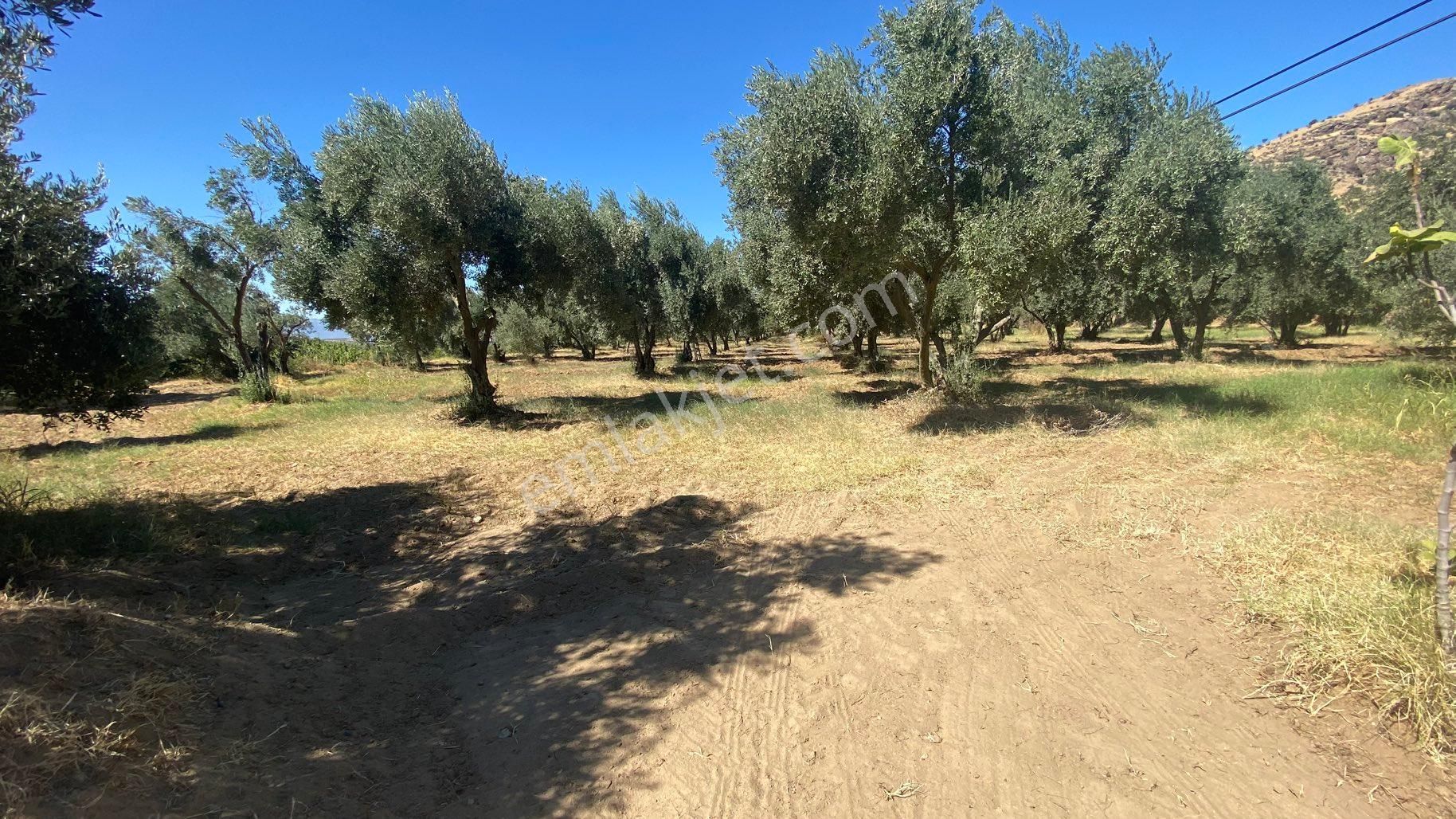 Arpazda 9 Dönüm Zeytinlik - Görsel 22